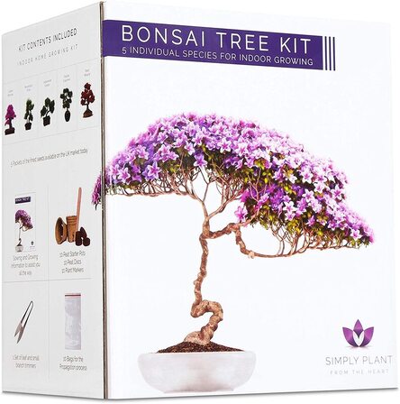 Bonsai tree kit