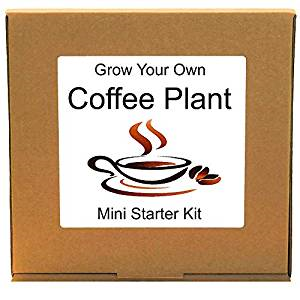 Grow your on coffee plant for mum