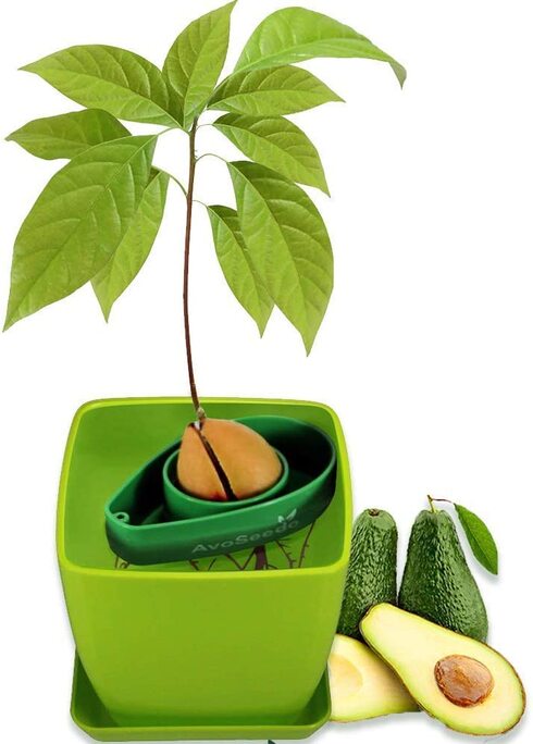 grow your own avocado tree