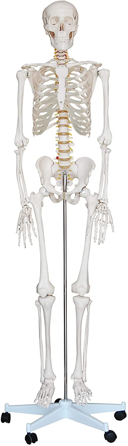 Full size skeleton