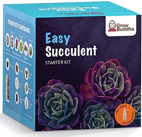 Succulent seed kit